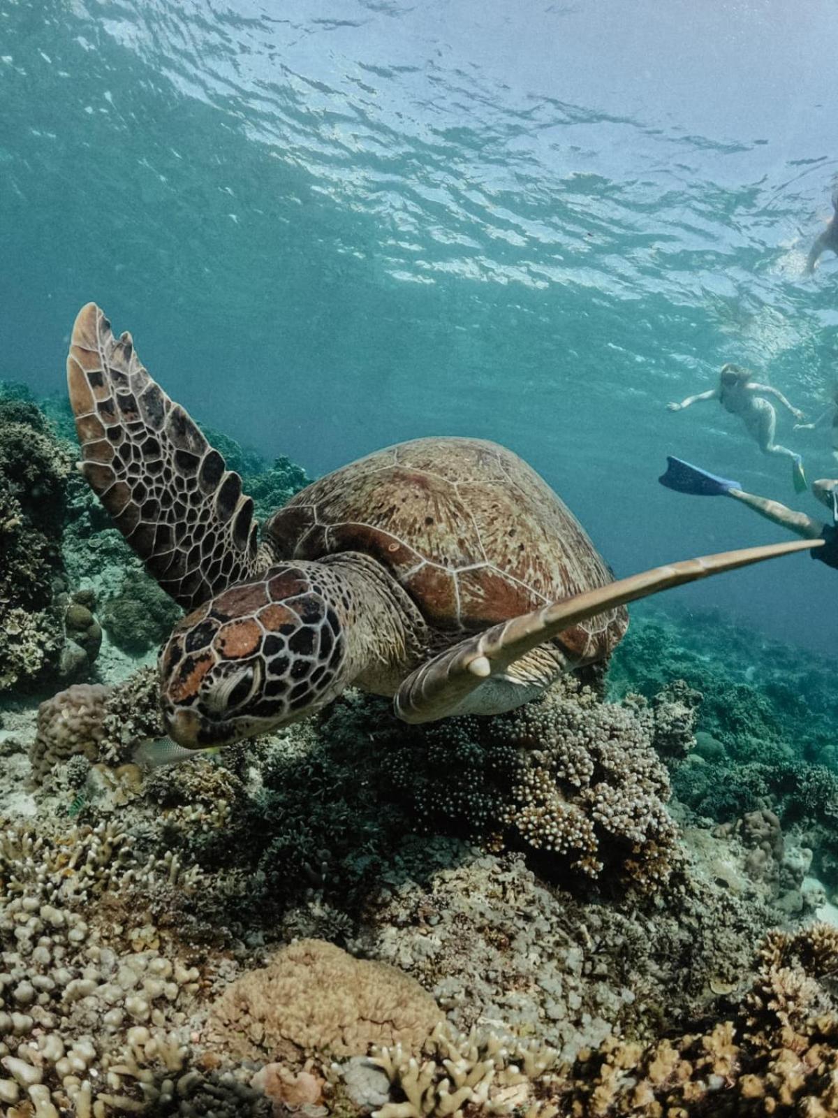 Tipsea Turtle Gili Air酒店 外观 照片